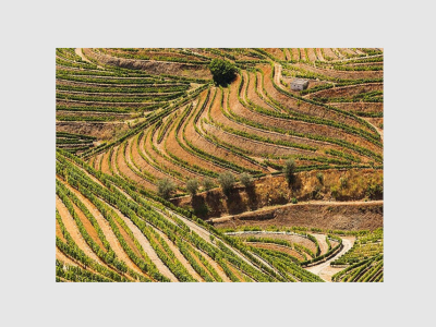 Vin du monde : Portugal, Alentejo