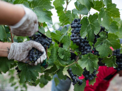 Les vendanges